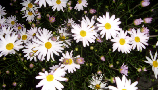 743634612_5dbf09e8_ST831995.JPG