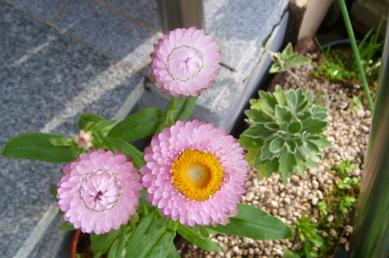 743634612_c979e9fa_3.jpg