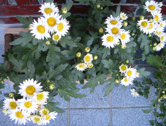 743634612_cae9e157_3.jpg