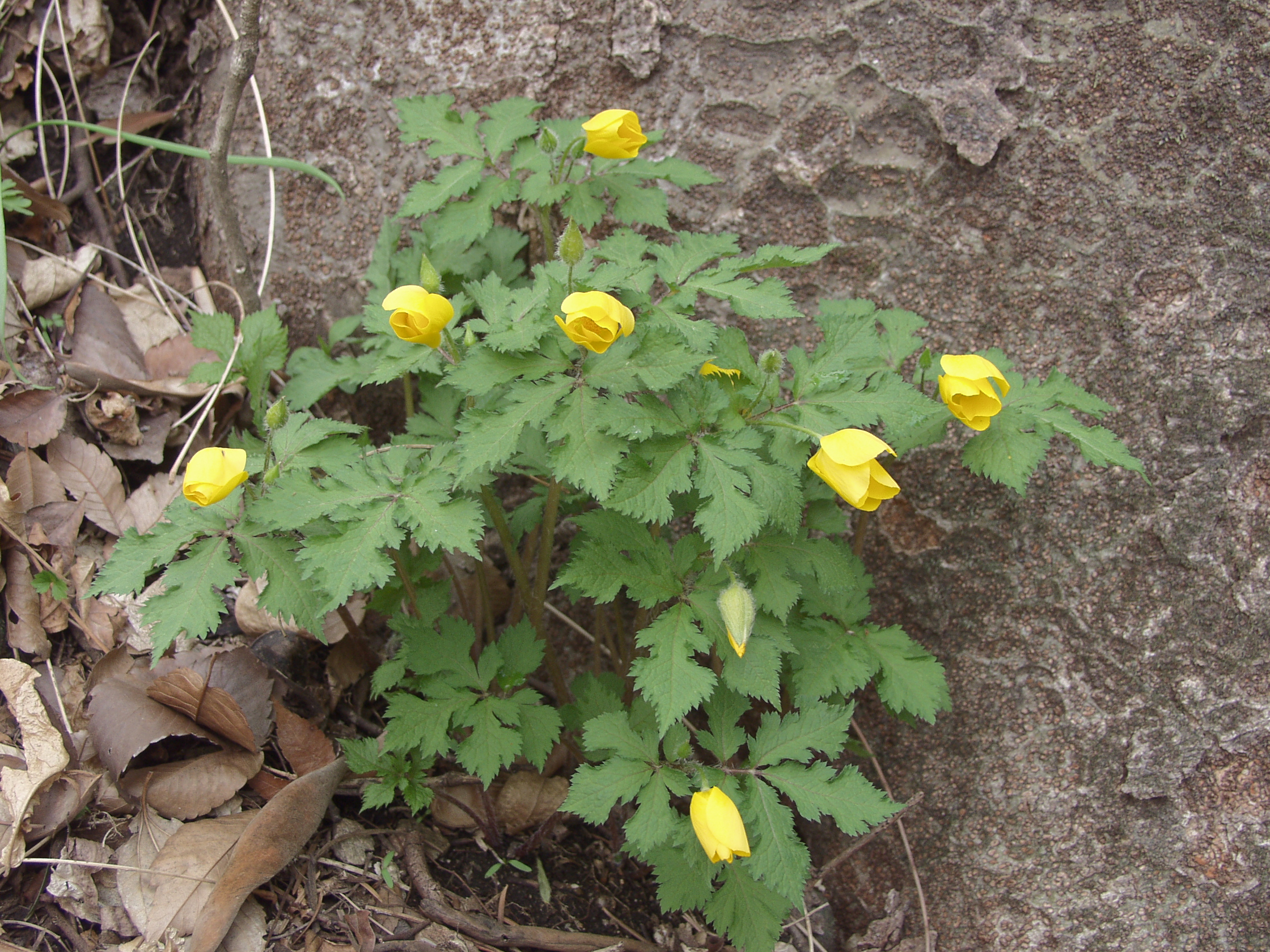 p4135425.jpg