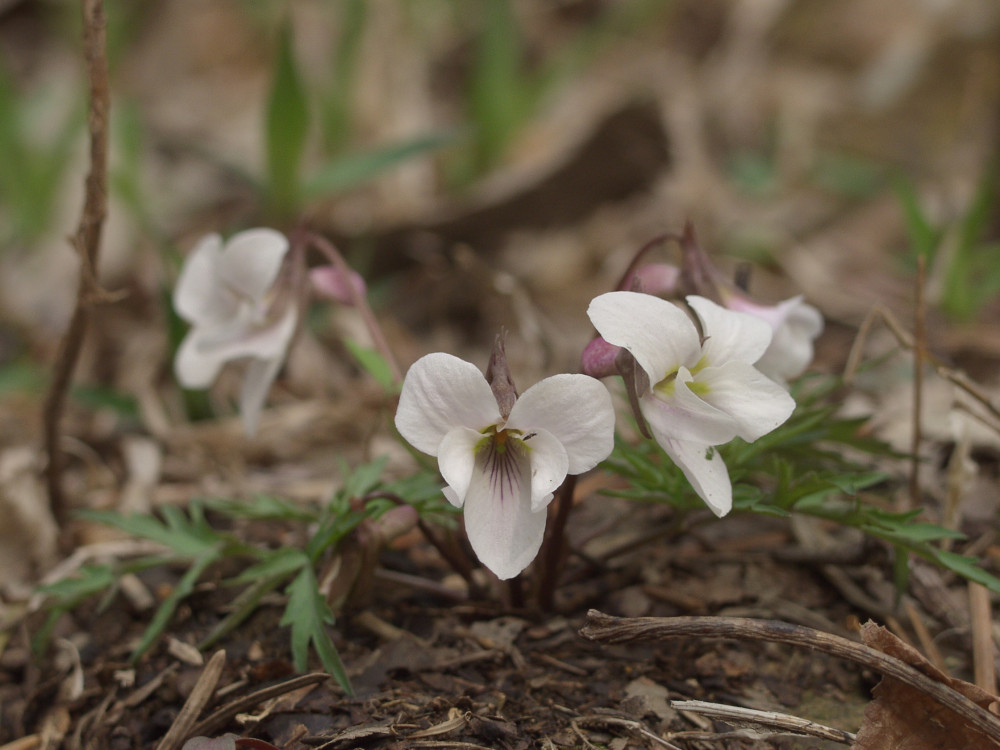 p4135422.jpg