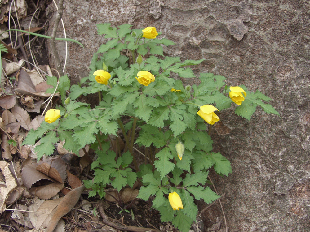 p4135425.jpg