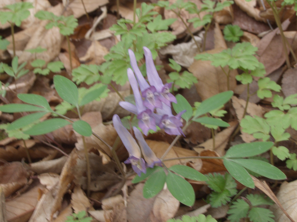 p4135438.jpg
