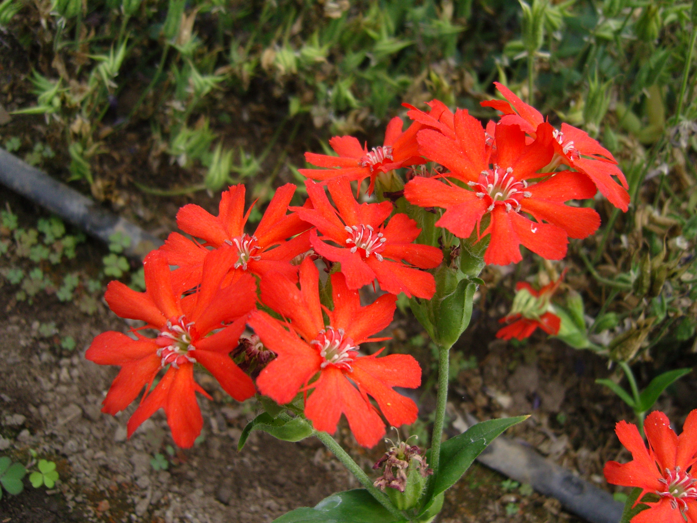 snc13034.jpg