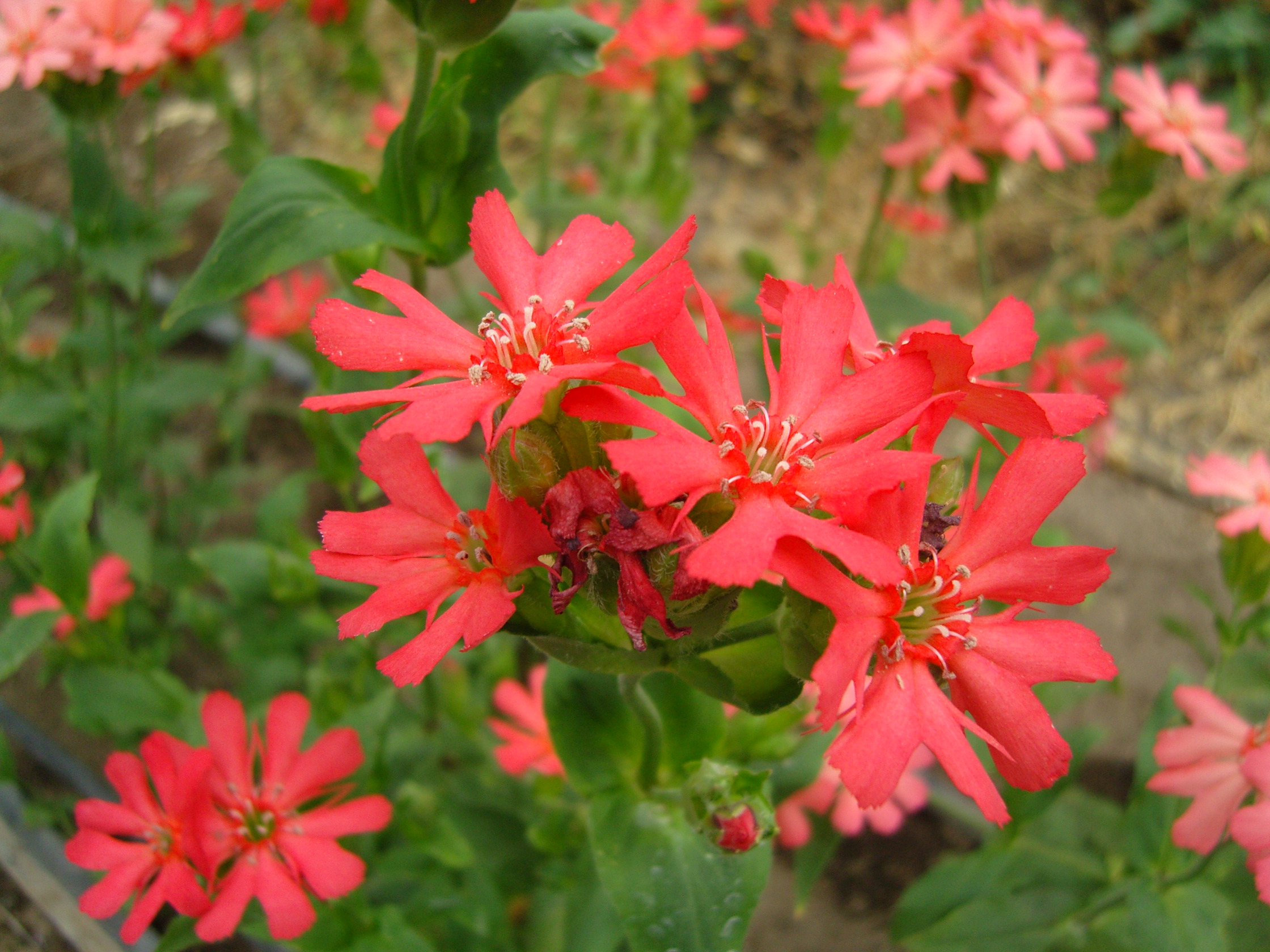 snc13037.jpg