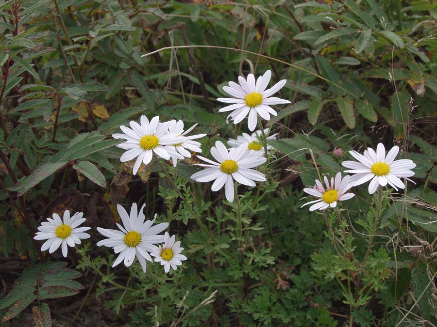 08.9.96.jpg