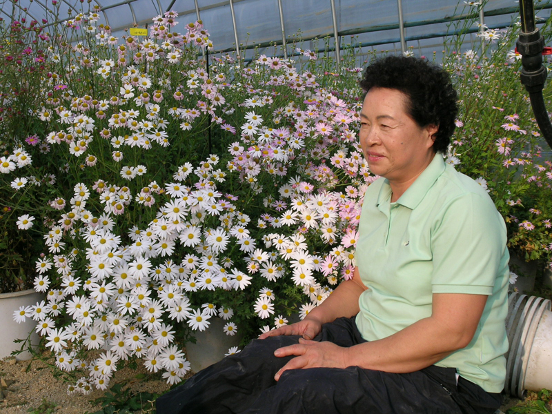 이제는 돌아와 국화앞에선 내 누이 같은 꽃이여~