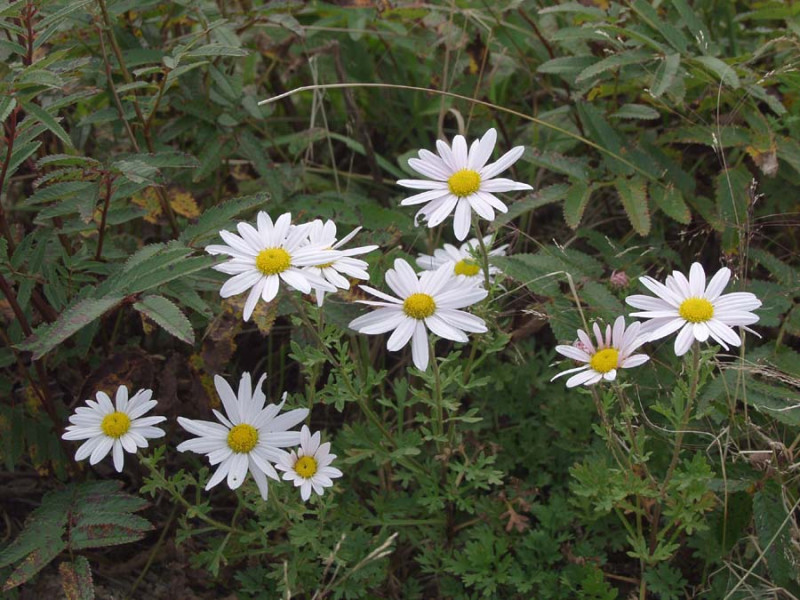 08.9.96.jpg