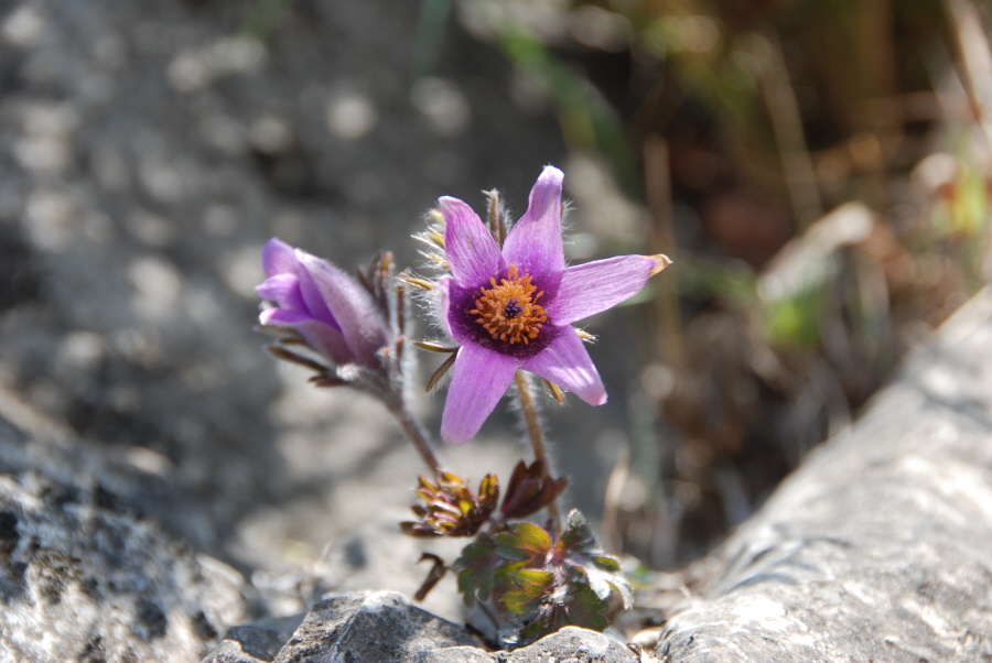 dsc_0442.jpg