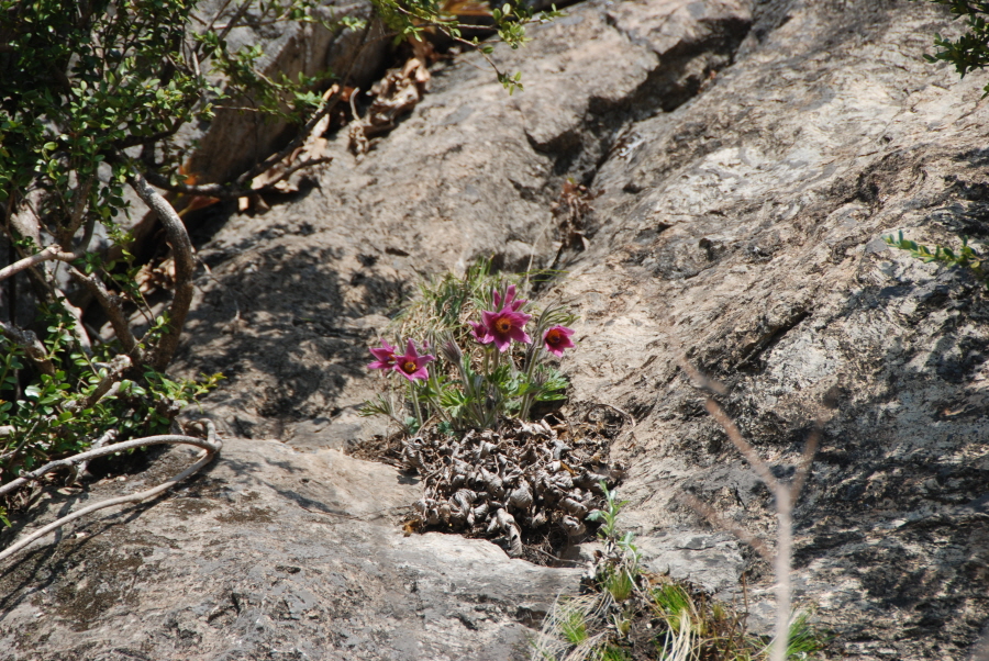 dsc_0461.jpg