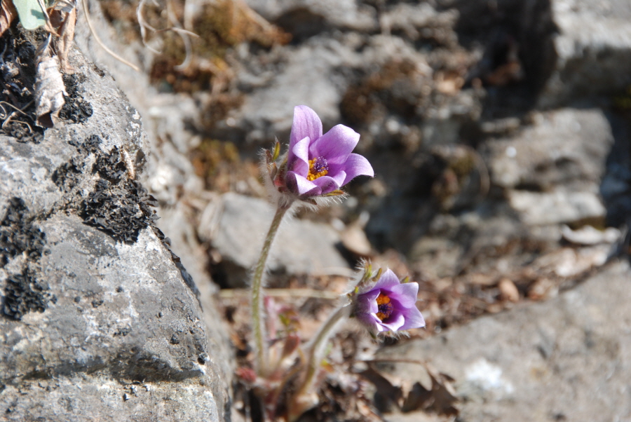 dsc_0512.jpg