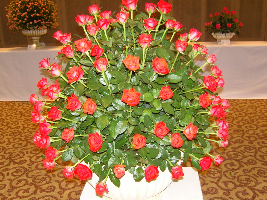 snc14167.jpg