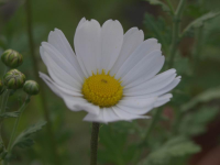 80
